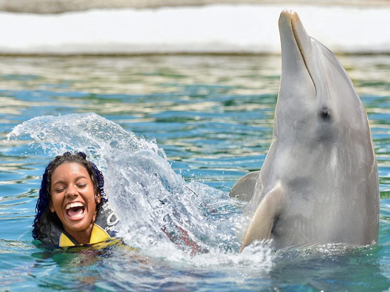 Dolphin Swim (30 min.)