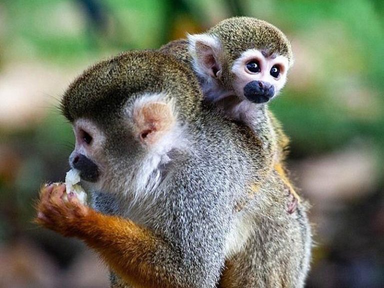 Monkeyland (Cabarete)