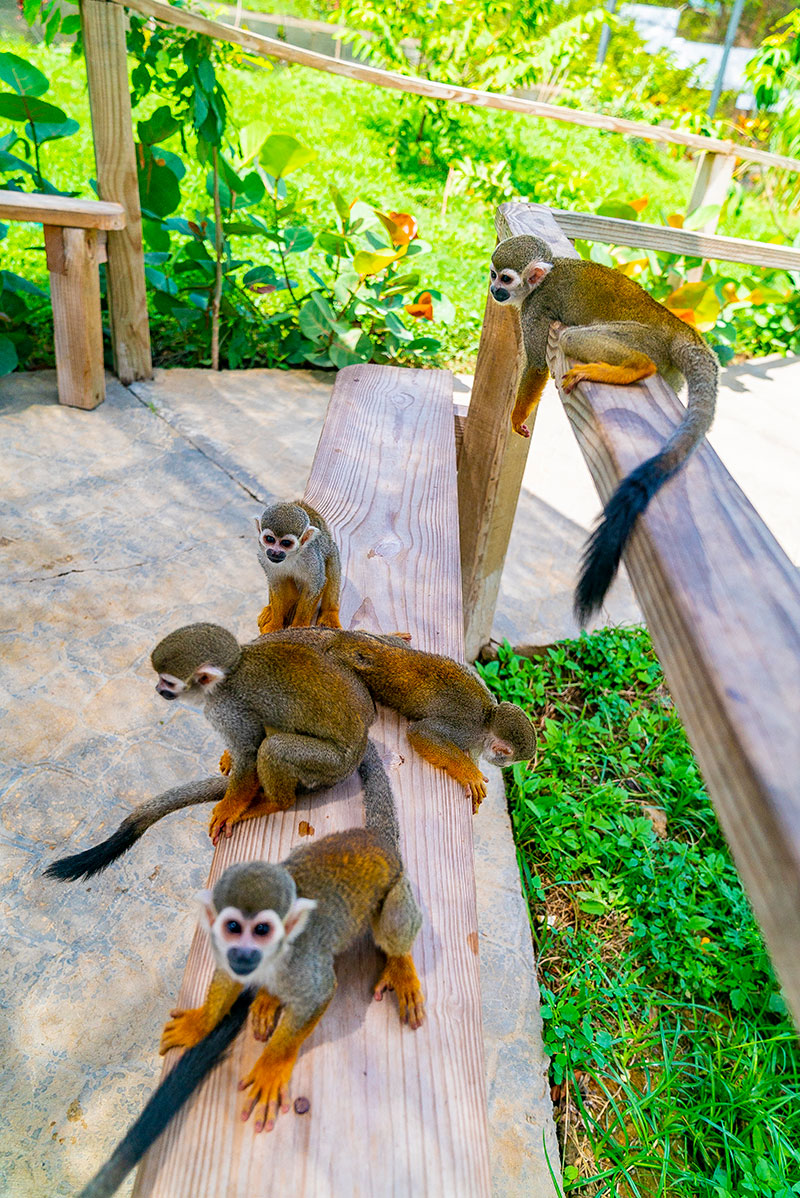 Monkey Land