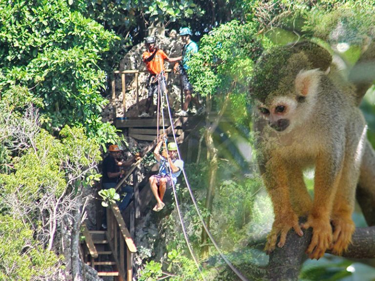 Monkeyland and Zip Line (Cabarete)