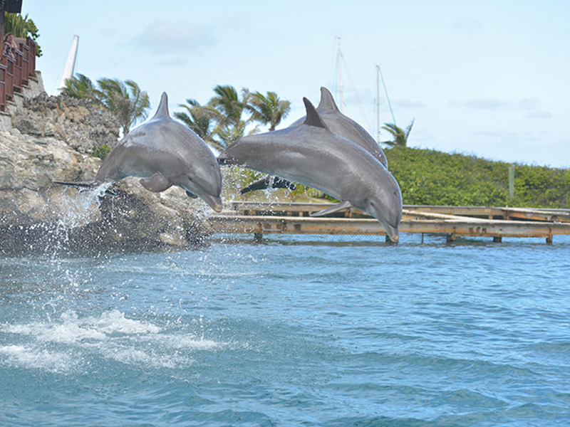 Ocean World Day Pass