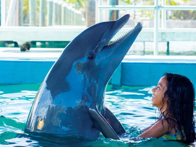Dolphin Encounter