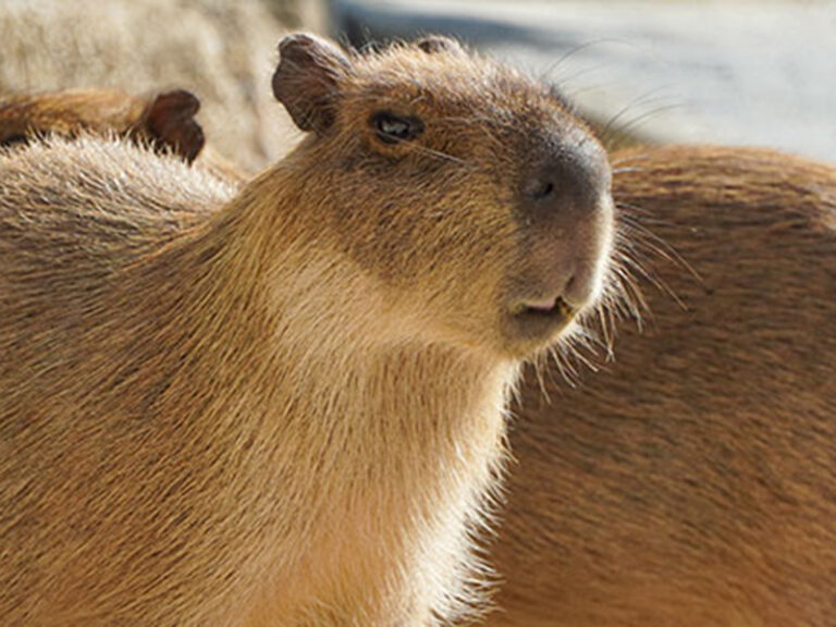 Capybara Encounter and Ocean World Day Pass